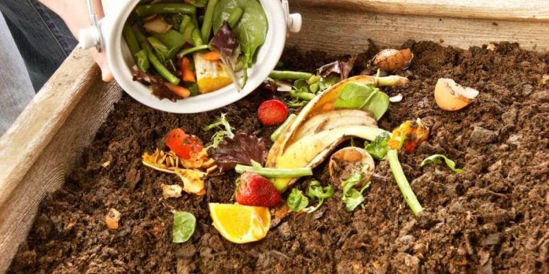 Tận dụng 7 loại thực phẩm dư thừa làm phân bón hữu cơ tại nhà đơn giản