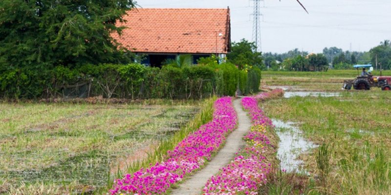 Nhịp sống mới tại miền quê xanh, sạch, đẹp ngoại thành Hà Nội